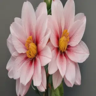 flower drawings pencil