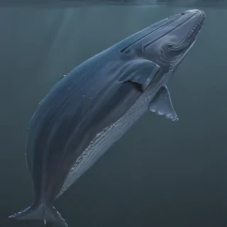 blue whale png