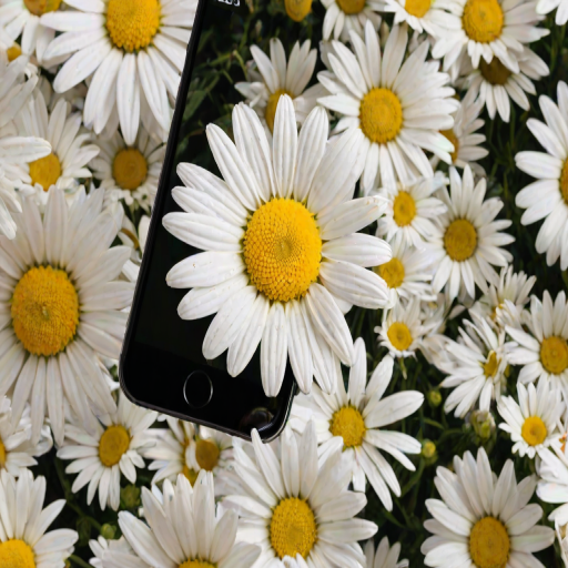 iphone daisy wallpaper
