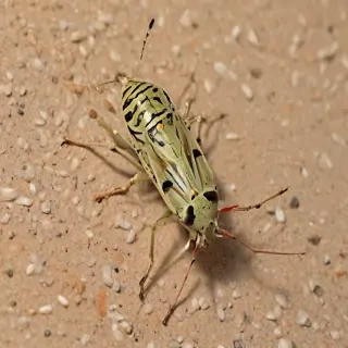 locust bug
