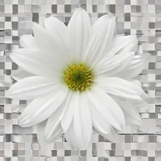 white flower png