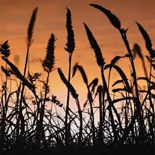 grass silhouette
