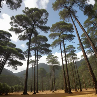 pine trees png
