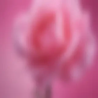 pink screensavers
