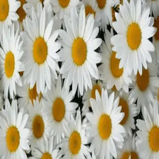 daisy background wallpaper