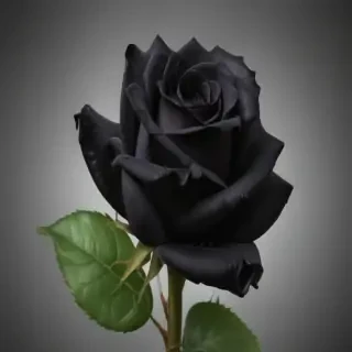 black roses png