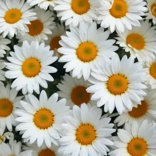 daisy desktop wallpaper