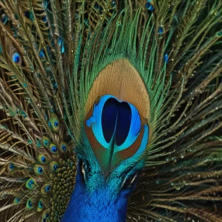 peacock feather images
