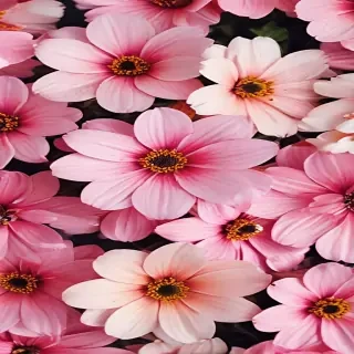 cute wallpaper flower