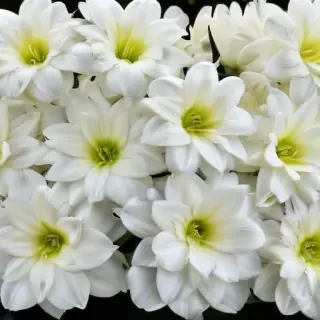 white flower wallpaper