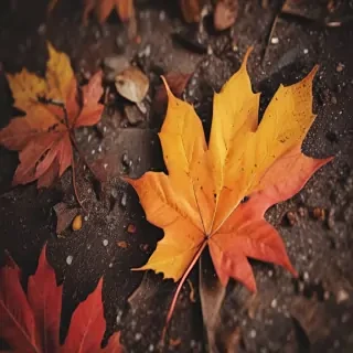 autumn leaves iphone wallpaper