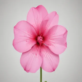 pink flower png