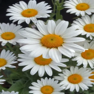 daisies png