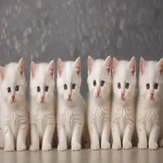 kitty kitty wallpaper