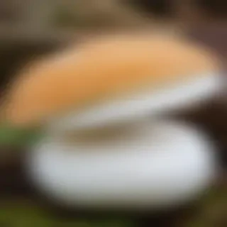 puffball mushroom