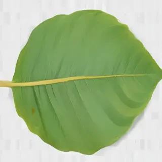 green leaf png