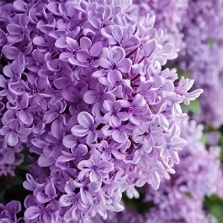 lilac wallpaper iphone