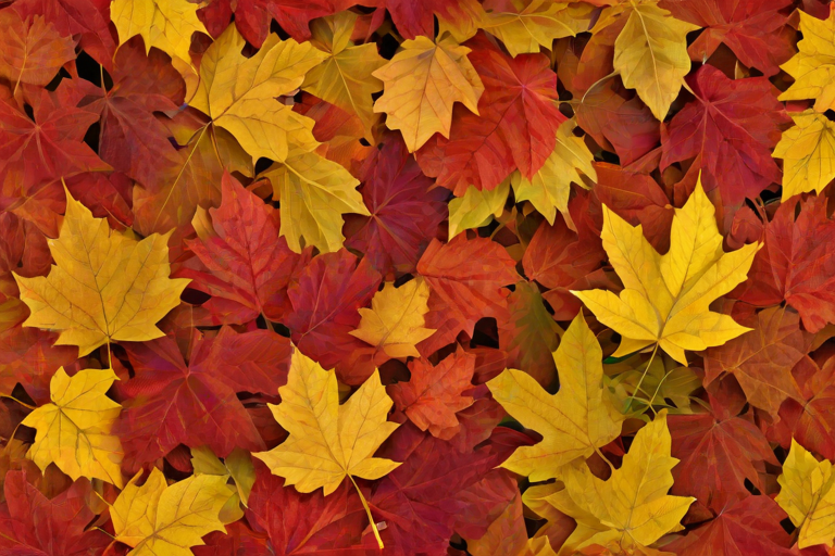 png fall leaves