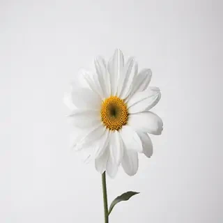flower white background