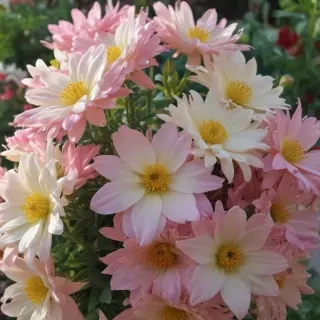 pretty flowers