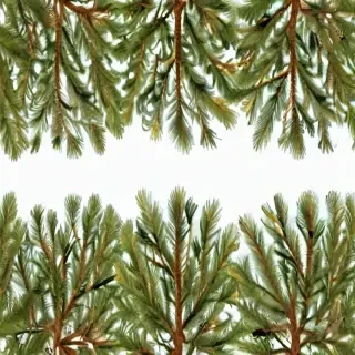 pine tree transparent