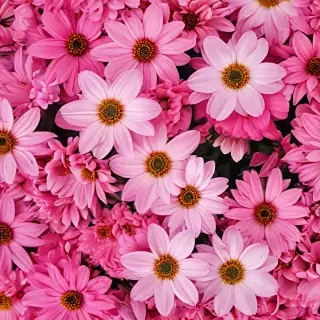 flower wallpaper phone