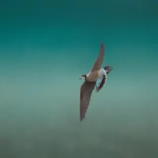 plain teal background