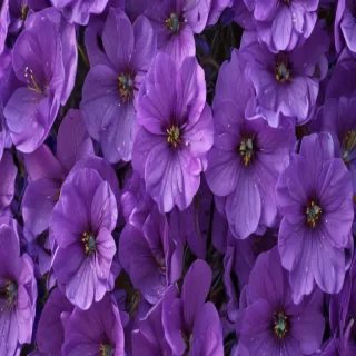 purple flowers background