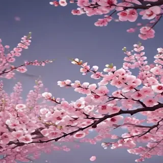 cherry blossom backround
