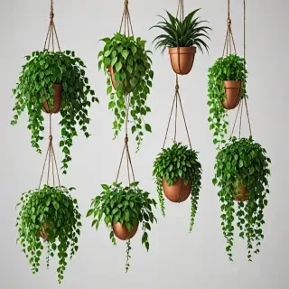 hanging plants png