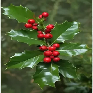 holly picture