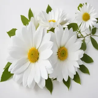 flower white background