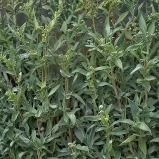 aesthetic sage green