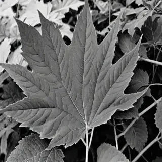 clipart of leaf black and white