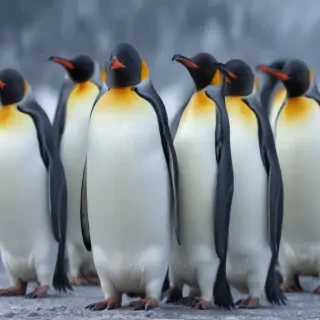 penguin backgrounds