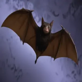 pictures of halloween bats