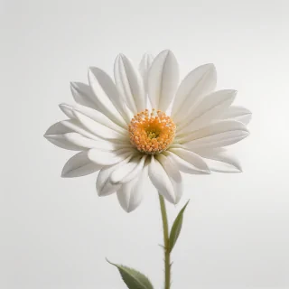white background flower