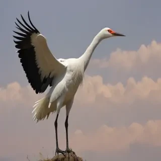 crane bird