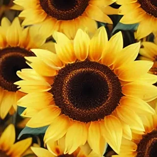 iphone cute sunflower wallpaper