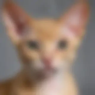 devon rex cat breed