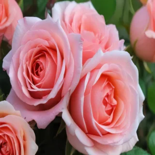 rose wallpapers