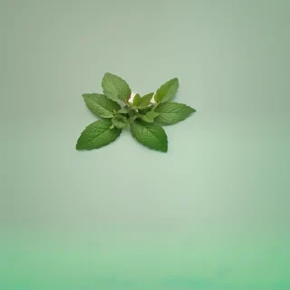mint background