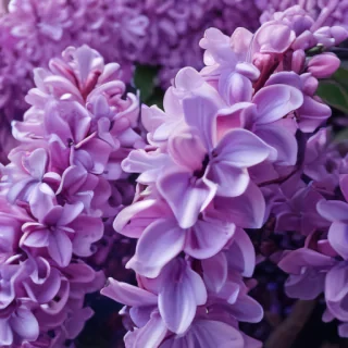 lilac background