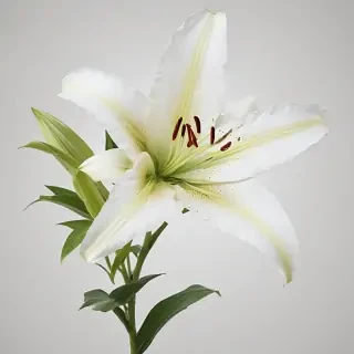 lily flower png