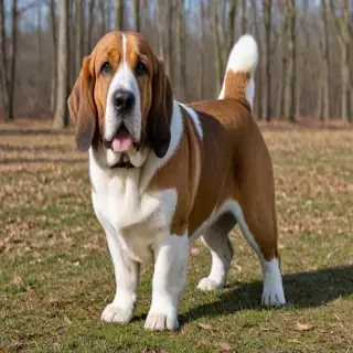 akita basset dog breed