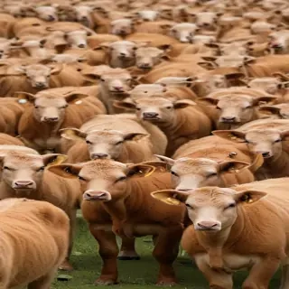 australian boxherd