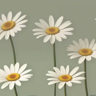 daisy wallpaper