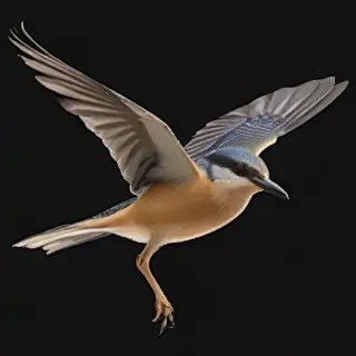 bird pngs