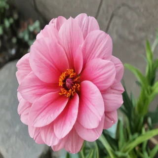 flower line