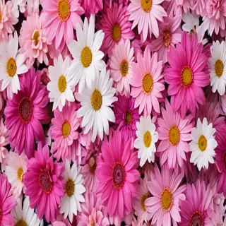 background iphone flowers